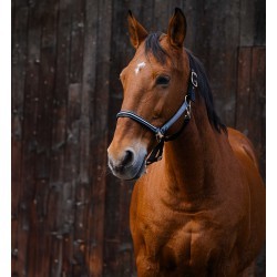 Licol nylon EQUITHEME - Domino