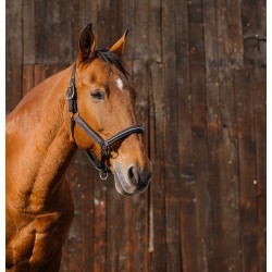 Licol nylon EQUITHEME - Domino