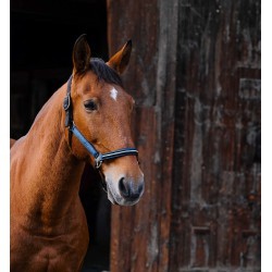 Licol nylon EQUITHEME - Domino