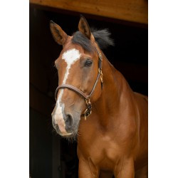 Licol cuir grooming ERIC THOMAS - Pro