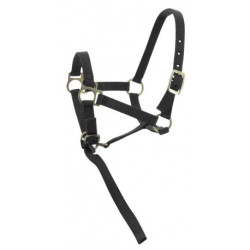 Licol foal + longe NORTON