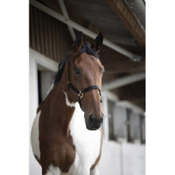 Licol NORTON - Double épaisseur