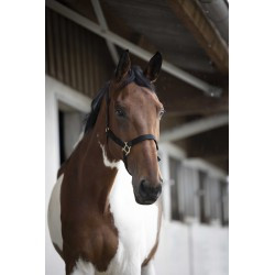 Licol NORTON - Double épaisseur