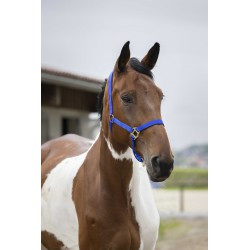 Licol NORTON - Double épaisseur