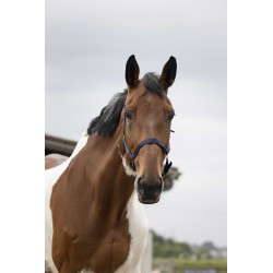 Licol NORTON - Double épaisseur