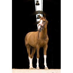 Fourreau de muserolle EQUITHÈME - Teddy