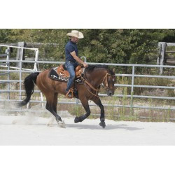 Selle WESTRIDE by Franck Perret - Aurora