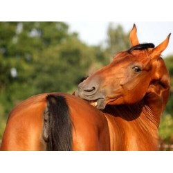 Crème ANIMADERM - DERFEN™ Original