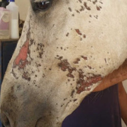 Crème réparatrice ANIMADERM - CUTENE™