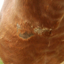 Crème réparatrice ANIMADERM - CUTENE™