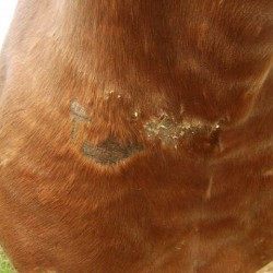 Crème réparatrice ANIMADERM - CUTENE™