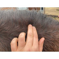 Lotion ANIMADERM - DERFEN™ Clear