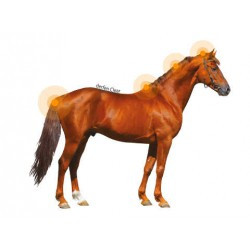 Lotion ANIMADERM - DERFEN™ Clear