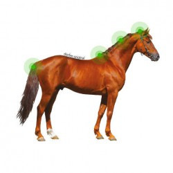 Lotion ANIMADERM - DERFEN™ Original