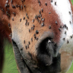 Répulsif ANIMADERM - DERFLY™