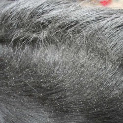 Répulsif ANIMADERM - DERFLY™