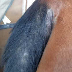 Répulsif ANIMADERM - DERFLY™