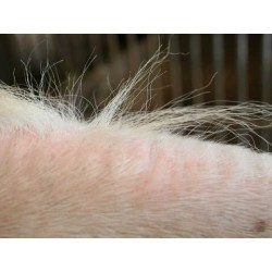 Shampooing ANIMADERM - TEA TREE