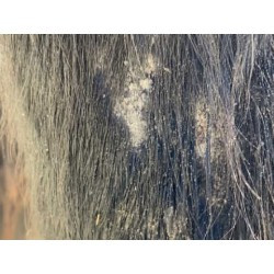 Shampooing ANIMADERM - TEA TREE