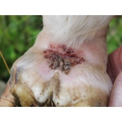 Shampooing ANIMADERM - TEA TREE