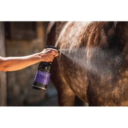 Lustrant CARR & DAY & MARTIN - Dreamcoat