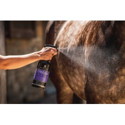 Lustrant CARR & DAY & MARTIN - Dreamcoat