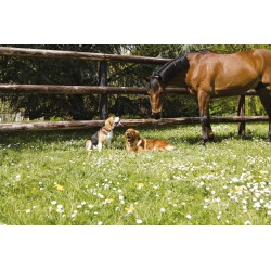 Collier cuir naturel DIEGO & LOUNA