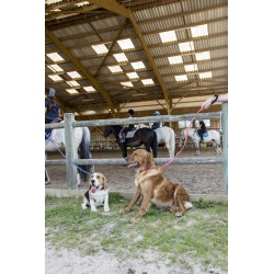 Laisse nylon DIEGO & LOUNA