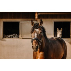 Bridon ERIC THOMAS - Bat