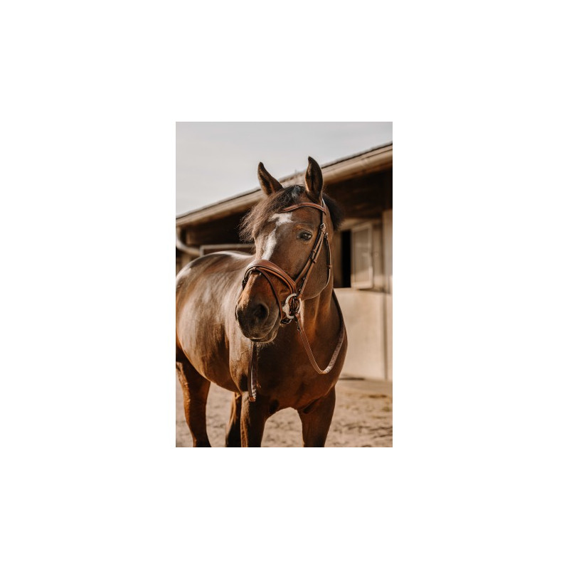 Bridon ERIC THOMAS - Visby