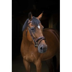 Bridon ERIC THOMAS PRO - Wave