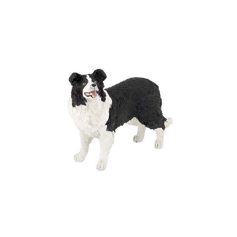 Border Collie PAPO