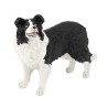 Border Collie PAPO