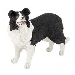 Border Collie PAPO