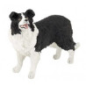 Border Collie PAPO