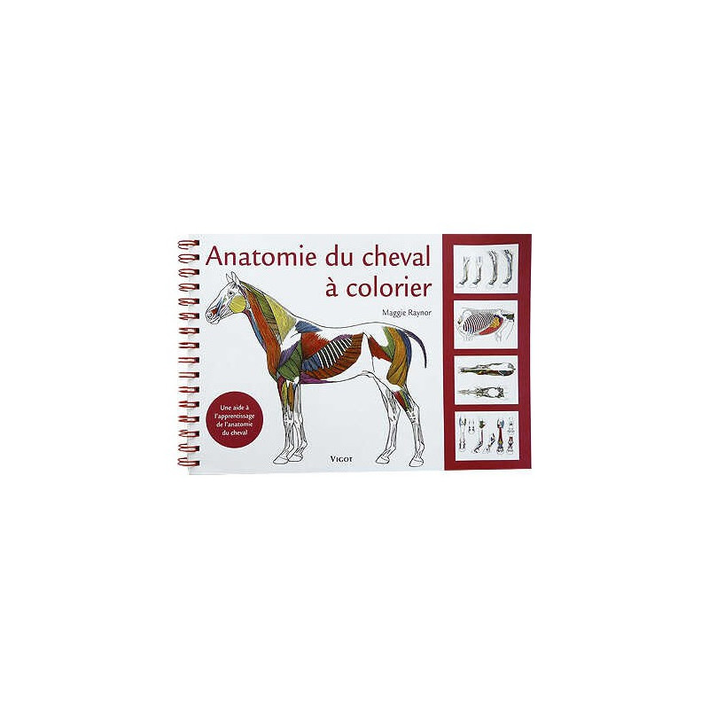 Anatomie du cheval à colorier