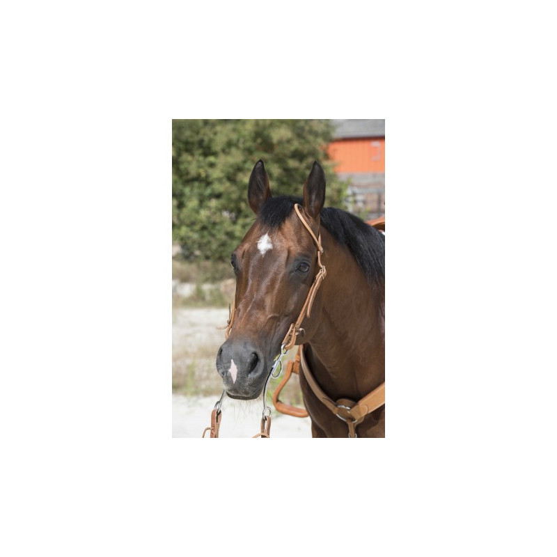 Bridon WESTRIDE by Franck Perret - 1 oreille