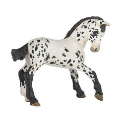 Poulain Appaloosa noir PAPO
