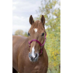 Licol nylon NORTON doublé cuir