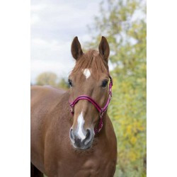 Licol nylon NORTON doublé cuir