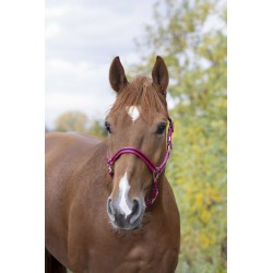 Licol nylon NORTON doublé cuir