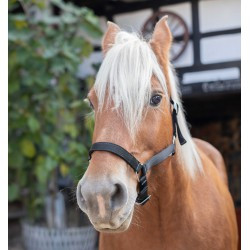 Licol NORTON - Cheval de trait