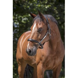 Licol cuir NORTON PRO - Grooming