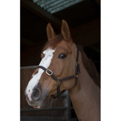 Licol NORTON CLUB - Cuir