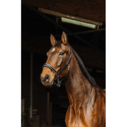 Licol cuir NORTON PRO - Rock