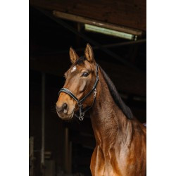 Licol cuir NORTON PRO - Rock