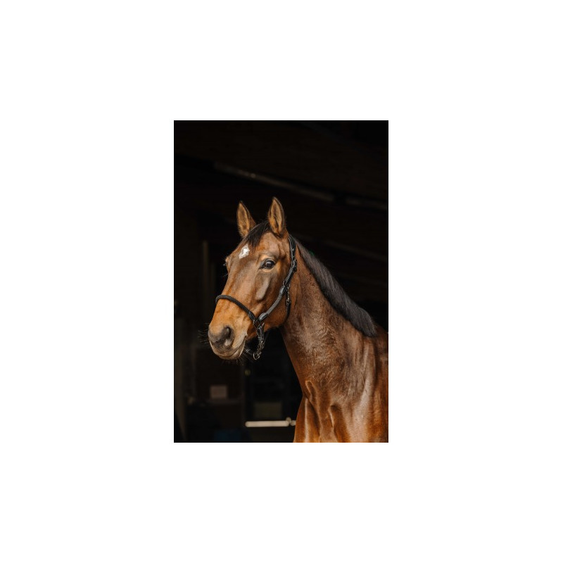 Licol cuir/corde NORTON