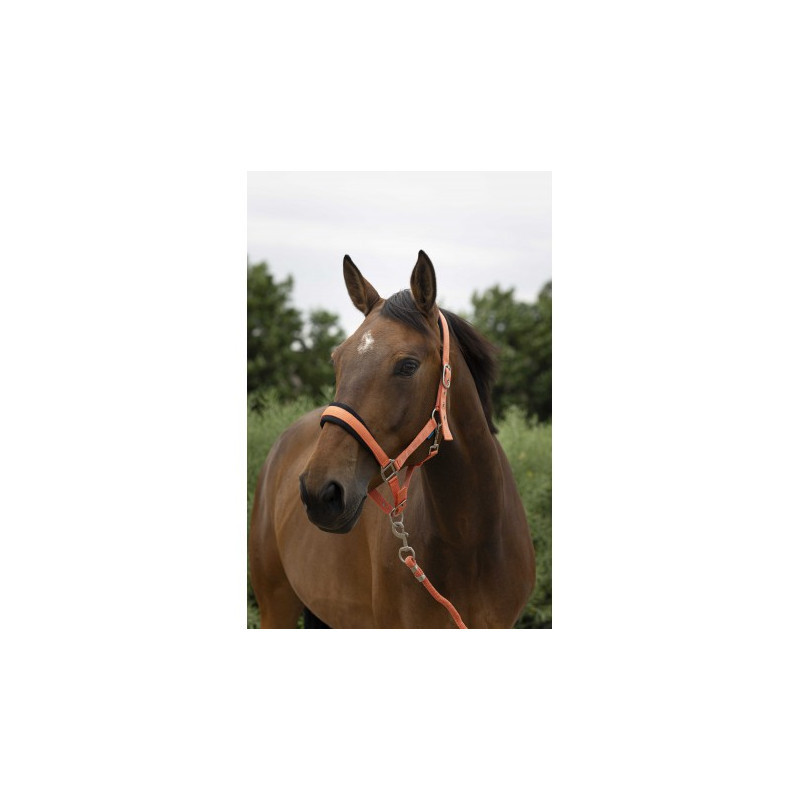 Licol + longe NORTON - Large