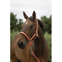 Licol + longe NORTON - Large