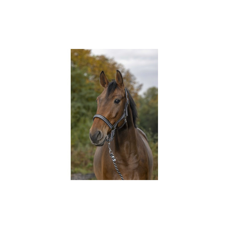 Licol + longe NORTON - Brillant